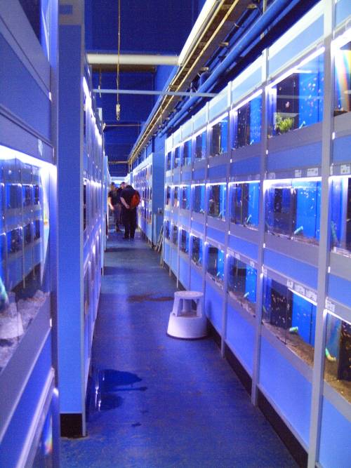 Heike Querbeet: Zoo Zajac