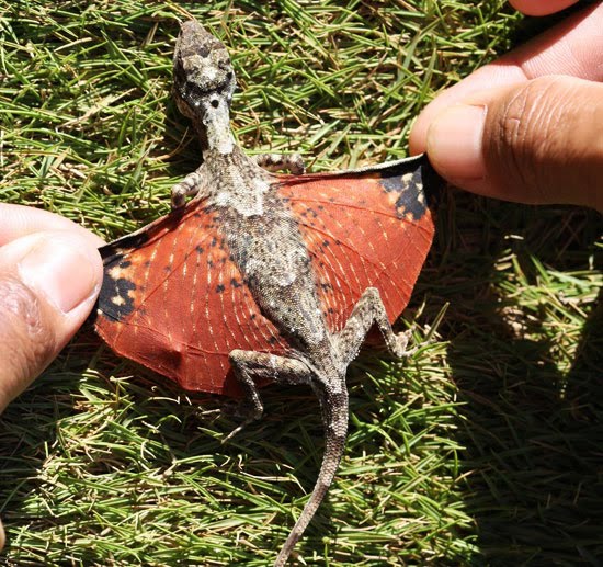 [flying-tiny-dragon-lizard-avatar-photo001.jpg]