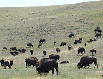 [20100303_bisoncanada.jpg]