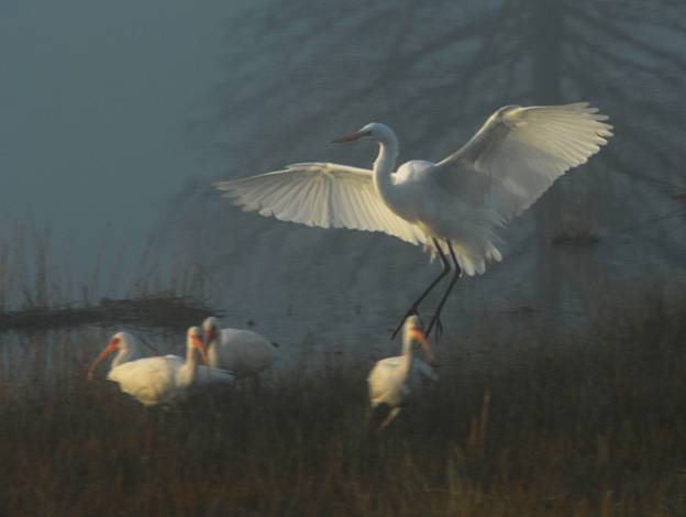 [securedownload.jpg]