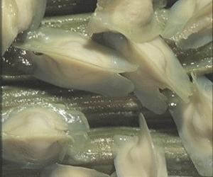 [moringa-oleifera-tree-seed-lg.jpg]