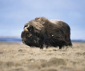 [musk-ox-lg.jpg]
