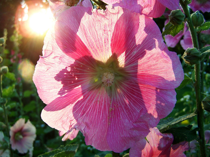 Three Dogs in a Garden: A Hollyhock Filled Garden for Anne of