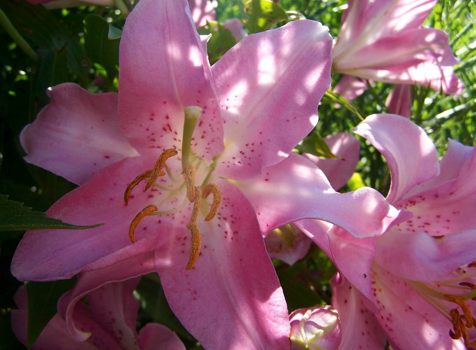 Three Dogs in a Garden Midsummer Lilies