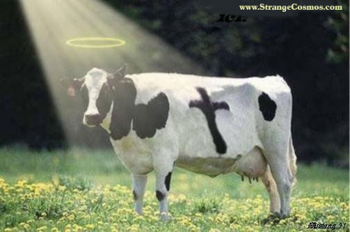 vaca-sagrada-aureola1.jpg