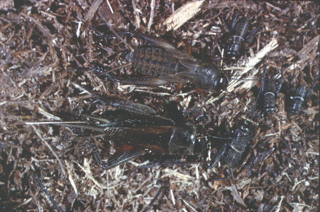 [Black+Field+Crickets+compressed.jpg]