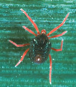 [Insects-Mite-BlueOat-250.jpg]