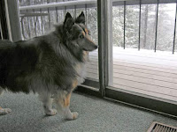 sheltie