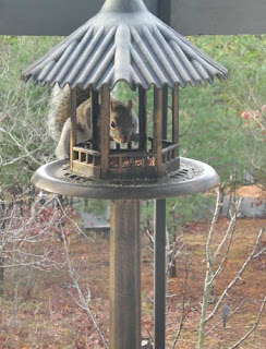 squirrel in birdfeeder