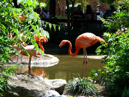[flamingoes258.jpg]