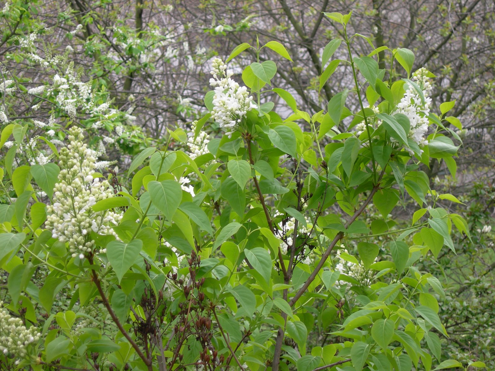 [DSCN4177.JPG]