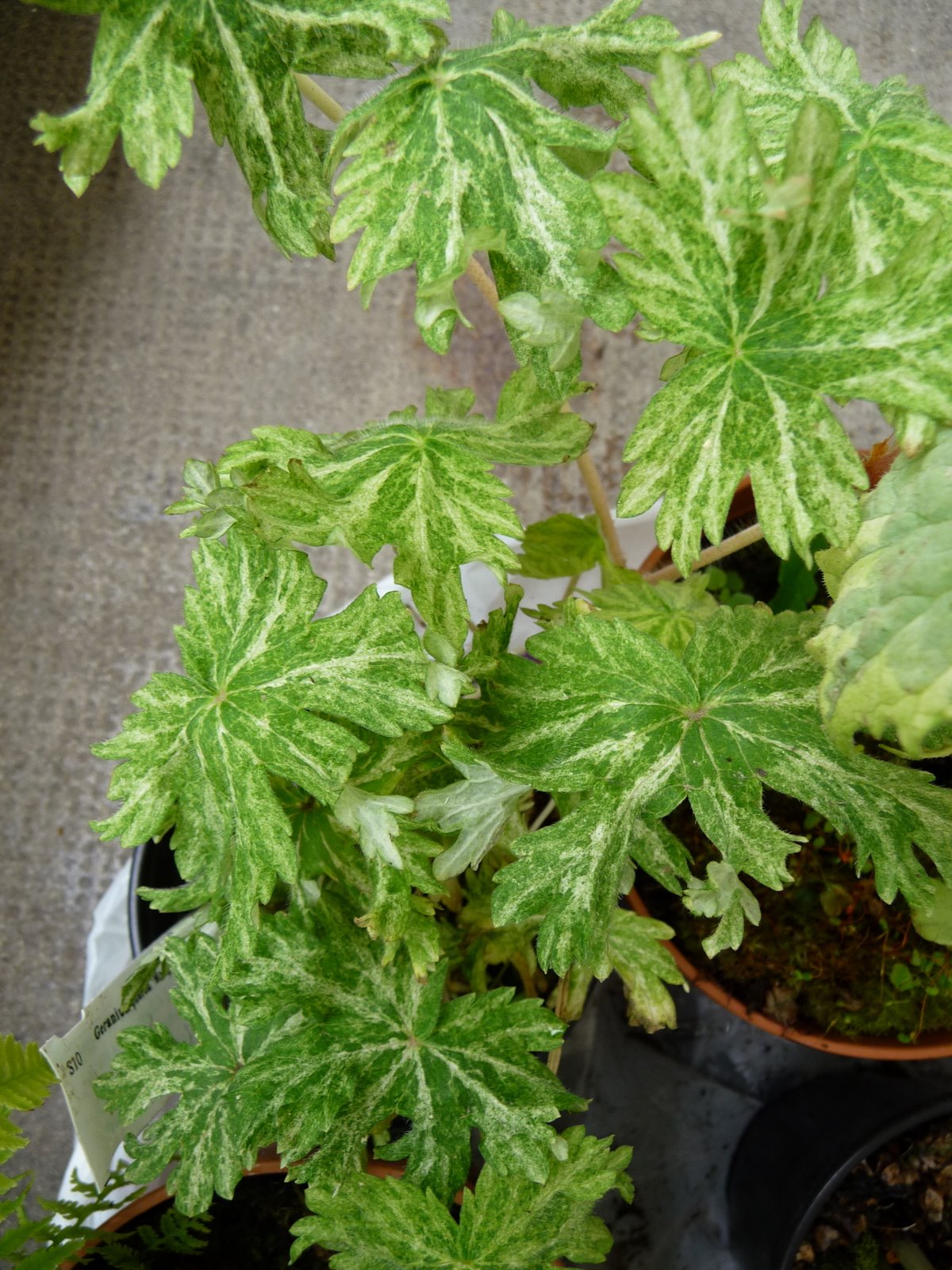 [P1020018.JPG]