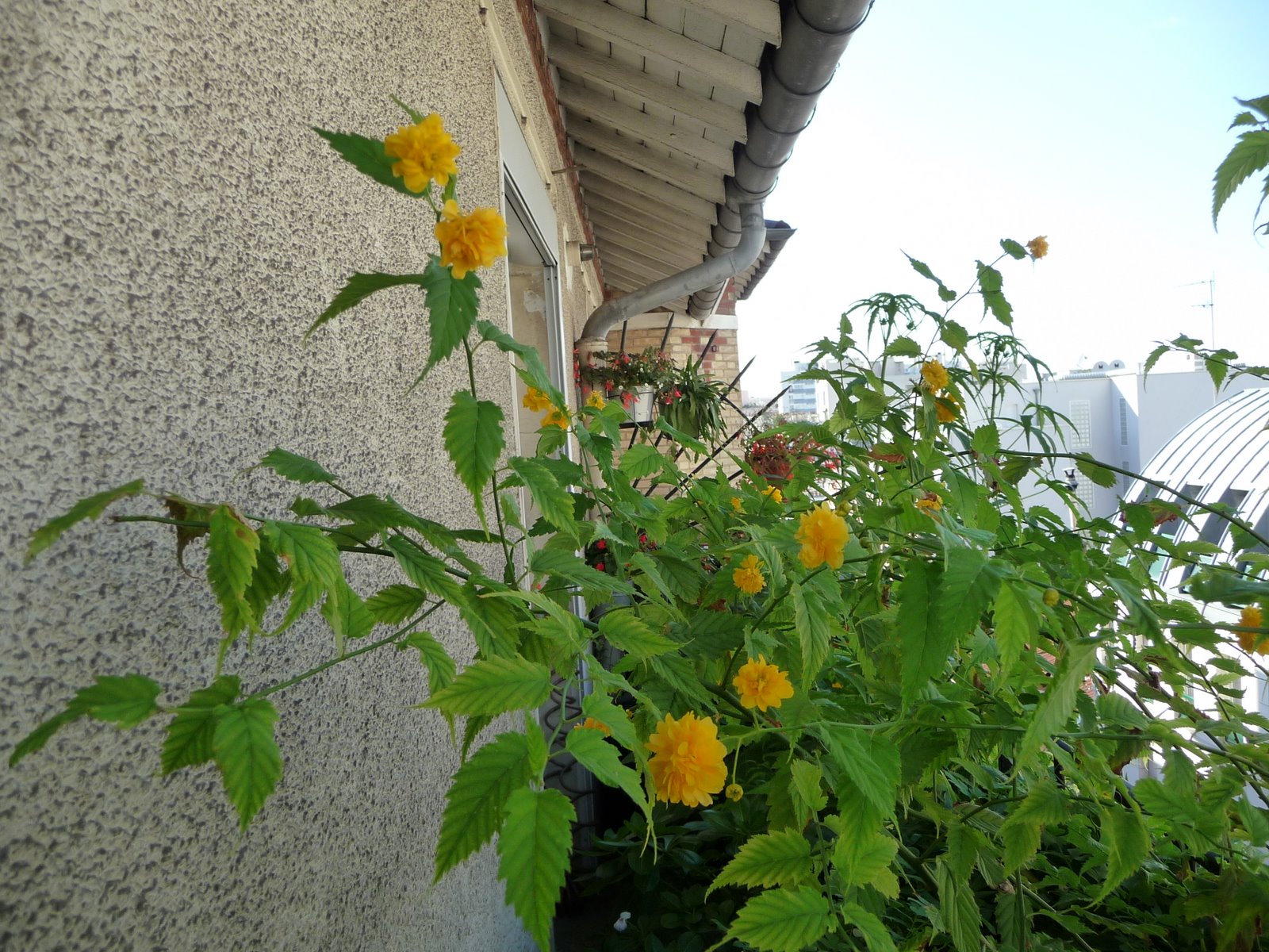 [P1040592.JPG]