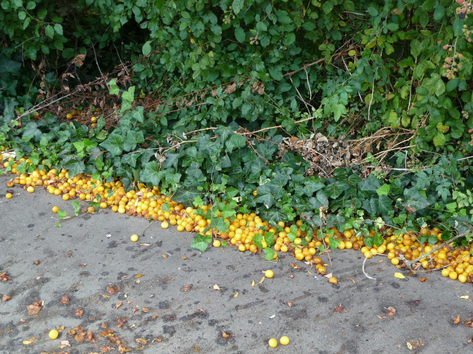 [P1050023.JPG]