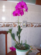 ORQUIDEA