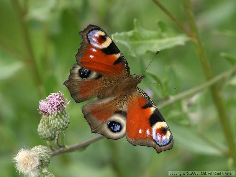 Im Gedenken an Florian: Flieg, Schmetterling, flieg...