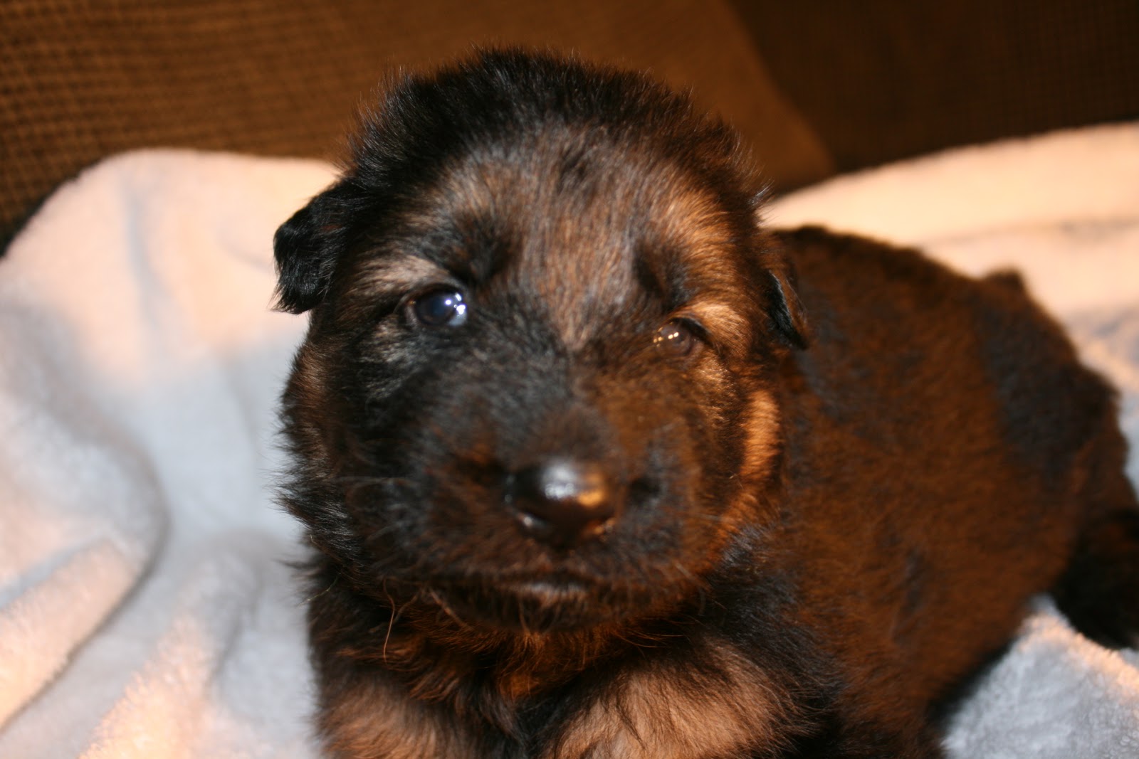 Von Onyxberg German Shepherds 3 week old puppy pictures!!!
