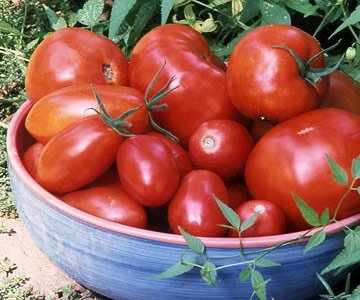 [plant_encyclopedia_tomatoes[1].jpg]