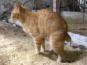 ASTROVET: Il megacolon idiopatico nel gatto