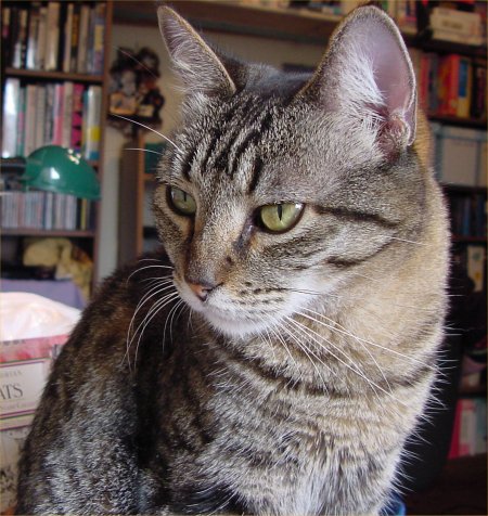 [Cat-picture-full.jpg]