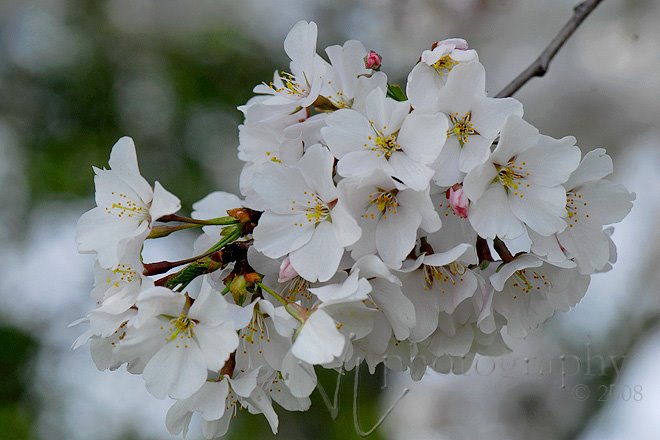 [blossoms1.jpg]