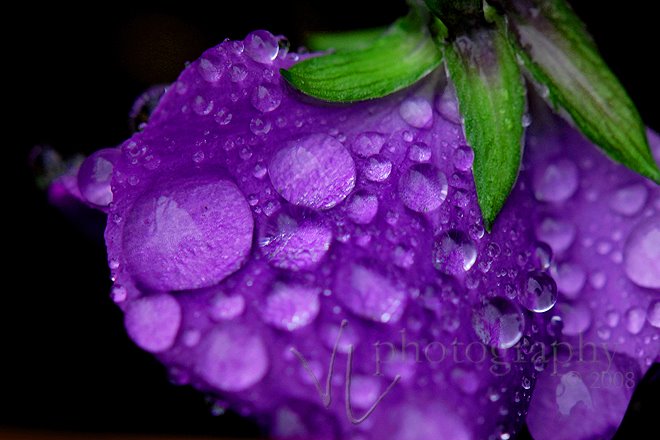 [springdrops-3.jpg]