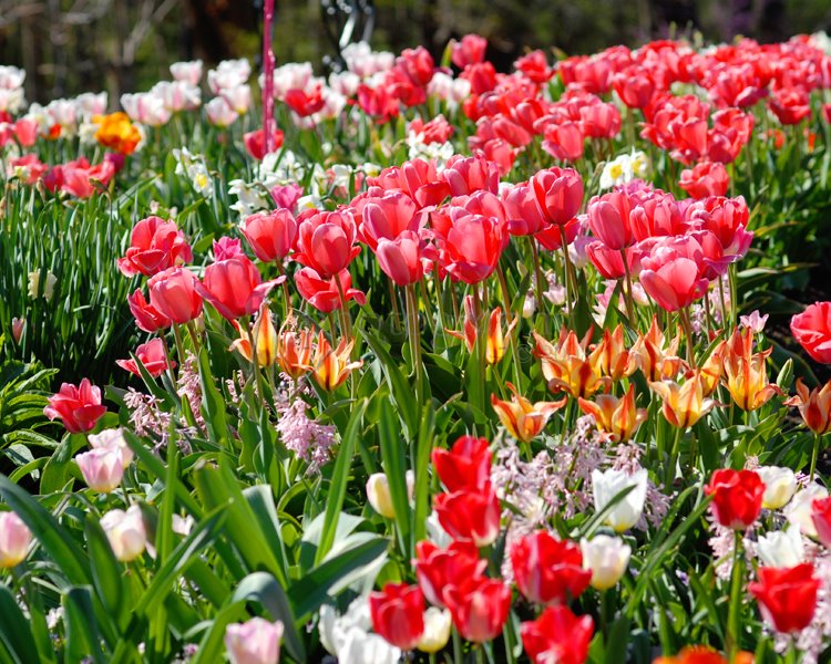 [flowers6.jpg]