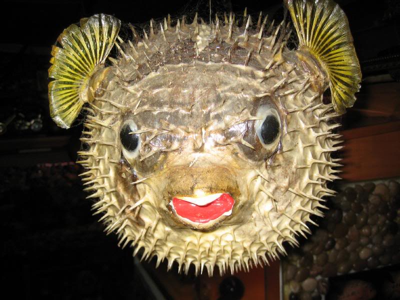 tamsil: TUGAS POSTING GAMBAR IKAN