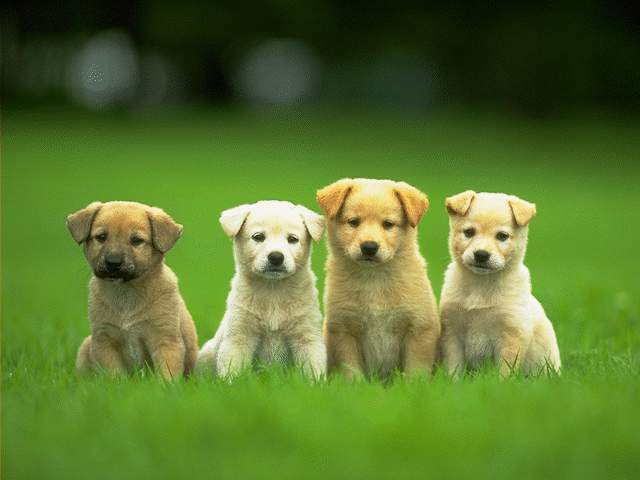[4-cute-puppies-wallpaper-640x480.jpg]