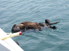 Monterey Sea Otter