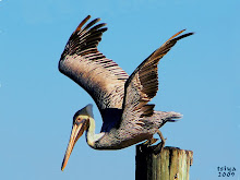 Brown Pelican Pelicanus occidentalis