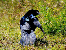 Boat-tailed Grackle  Quiscalus major