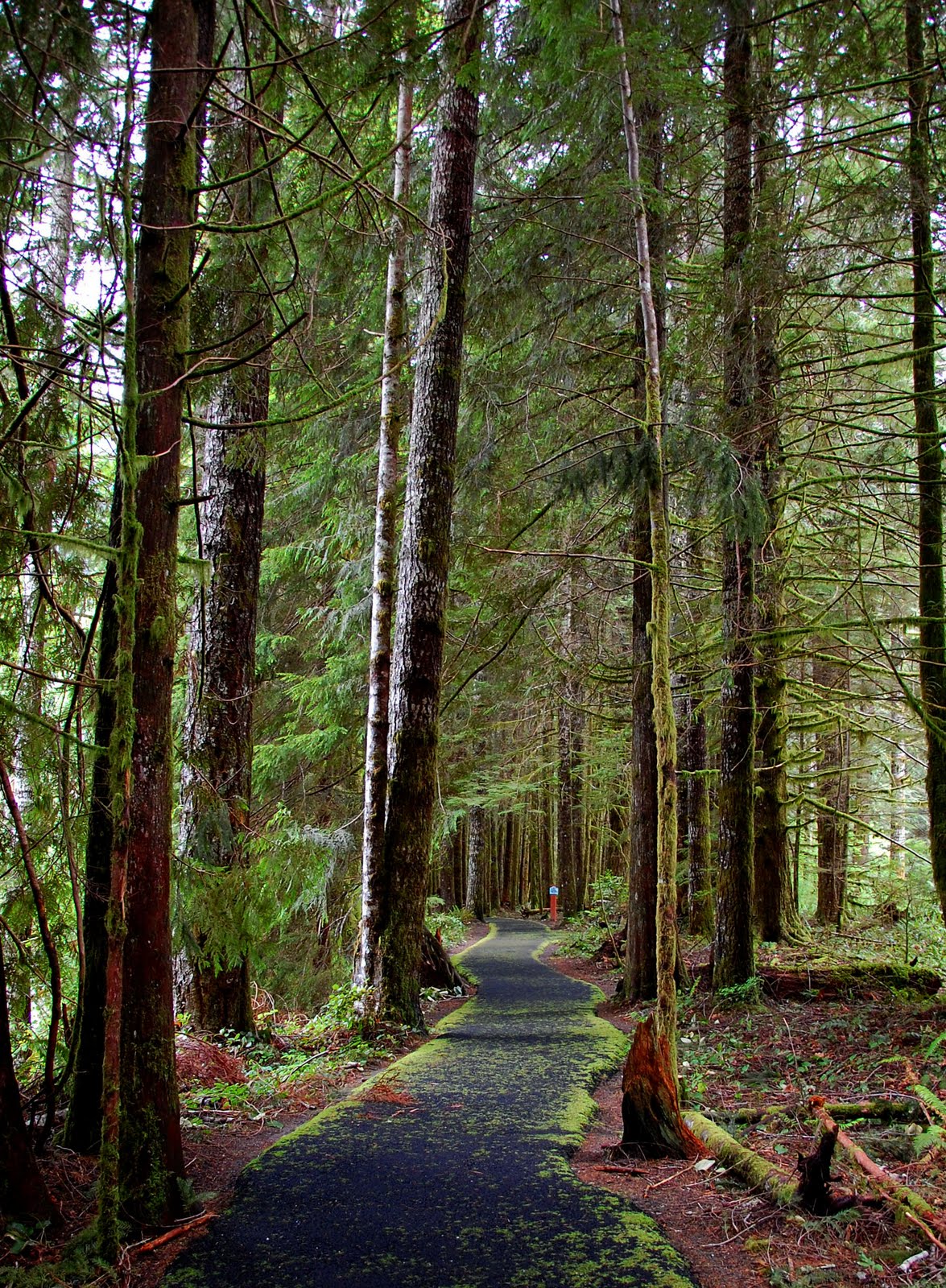 Salem, Oregon Daily Photo Diary Path Into the Woods