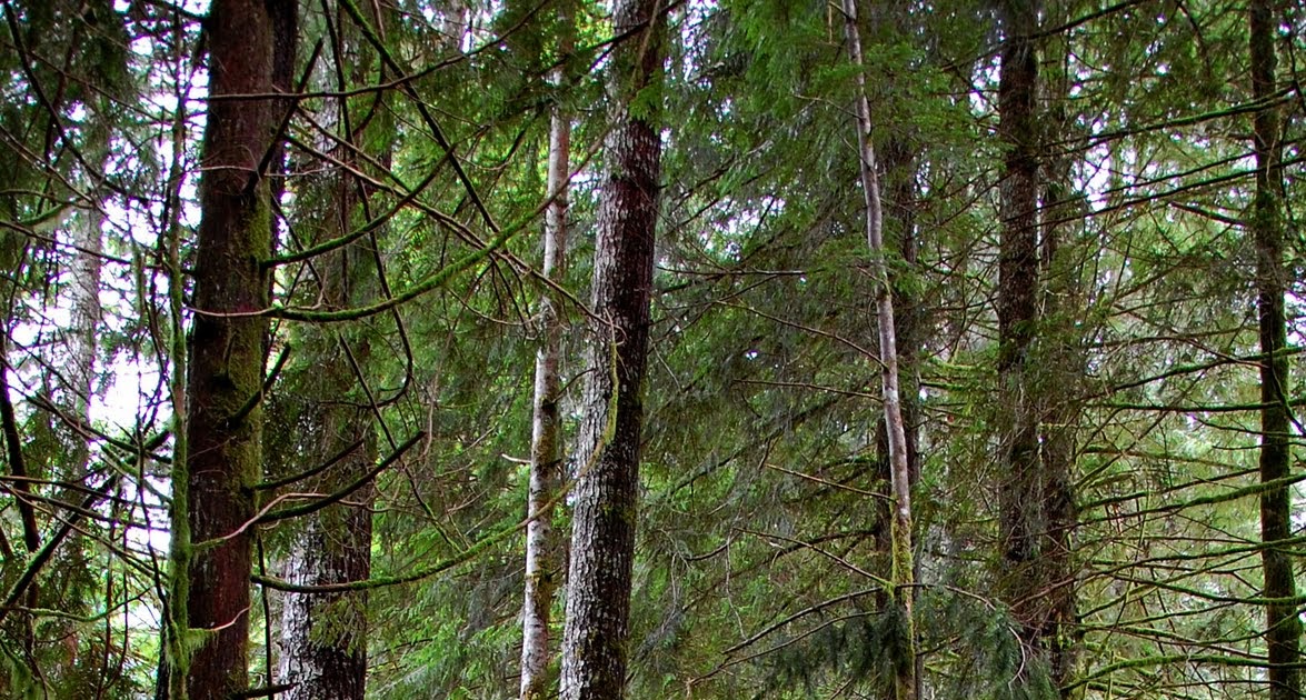 Salem, Oregon Daily Photo Diary Path Into the Woods