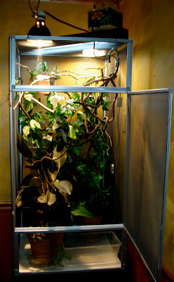 Successful Keeping of Veiled Chameleons: December 2007