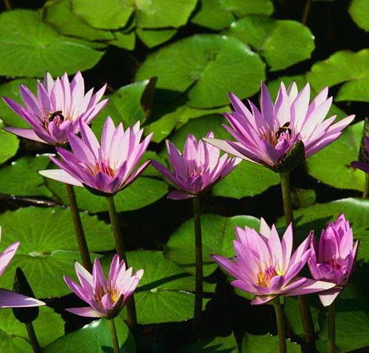 Note of Diary: Khasiat Teratai Untuk Kesehatan