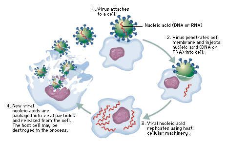Virus entering a cell