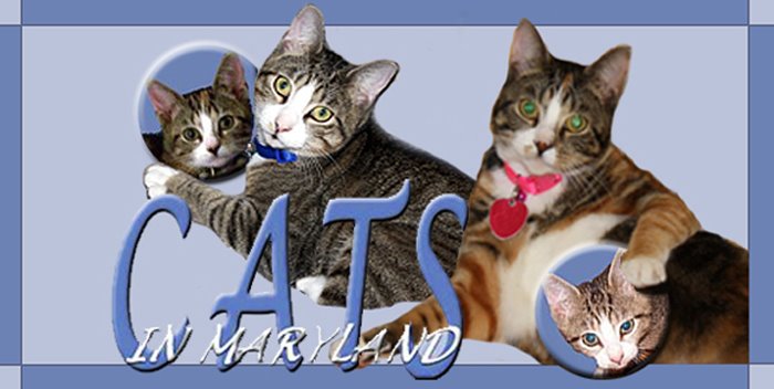 Cats in Maryland
