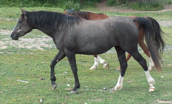 Banu Sanhadja Arabs
