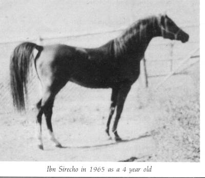 Banu Sanhadja Arabs