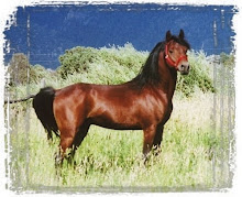 Banu Sanhadja Arabs