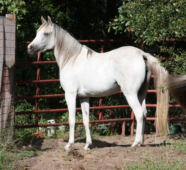 Banu Sanhadja Breeding focus Bani Sham Arabians