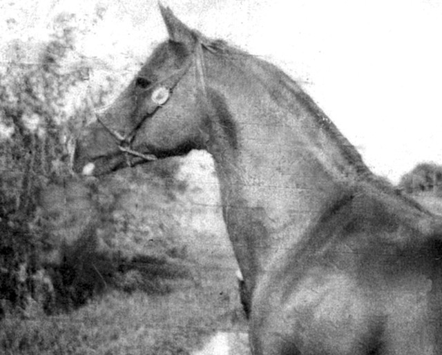 Banu Sanhadja Arabs