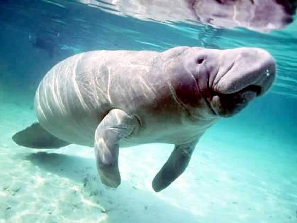 [Manatee.jpg]