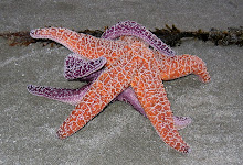 Starfishes Making Love