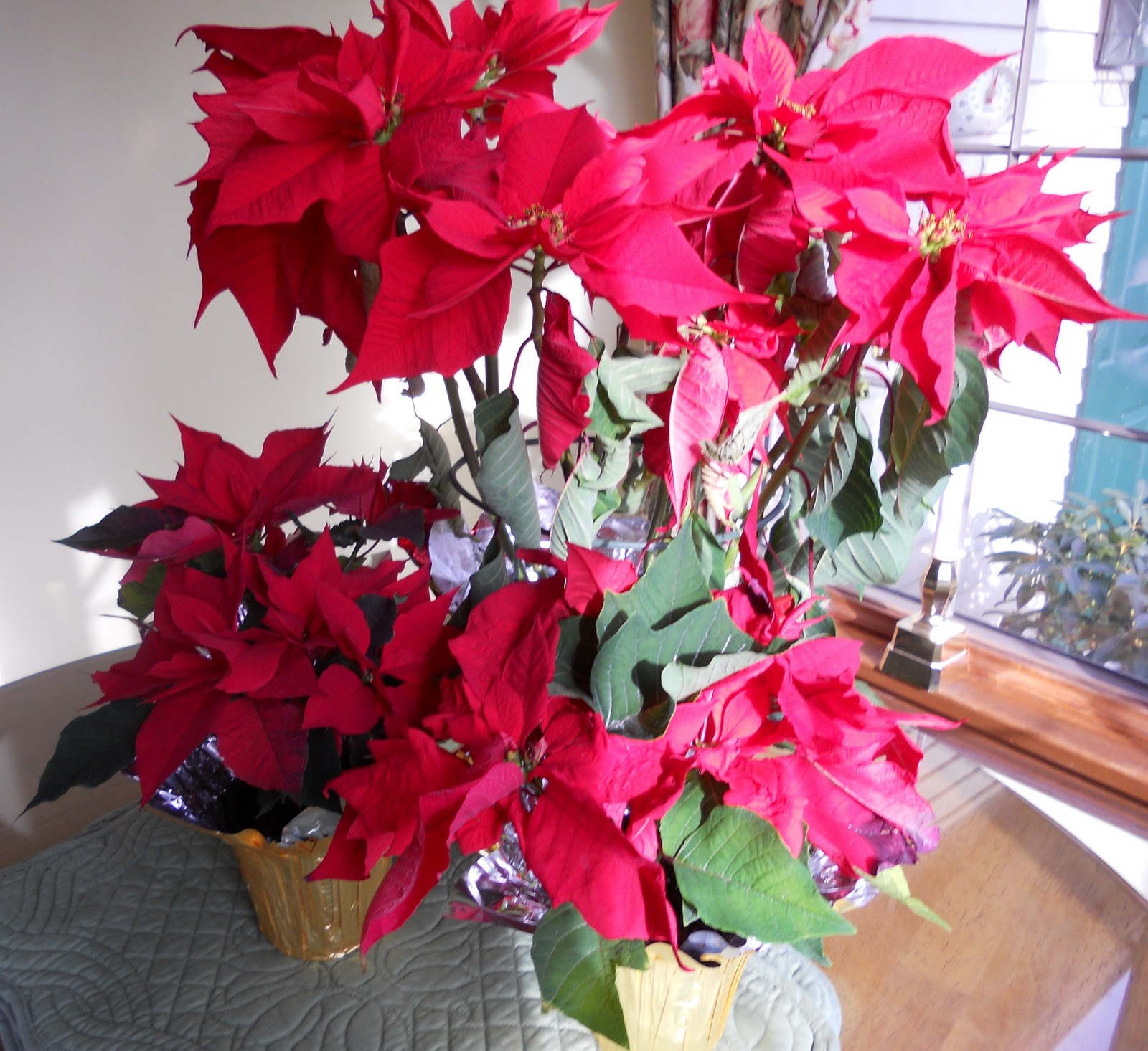 What To Do with Holiday Poinsettia Plants