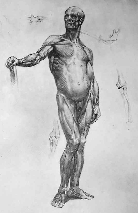 Мужская натура для рисования. Человеческая натура для рисования. Скульптура в рисовании с натуры. Стоящая фигура человека