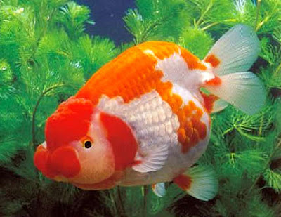 Ten Beautiful Breeds of Goldfish  The Random Science