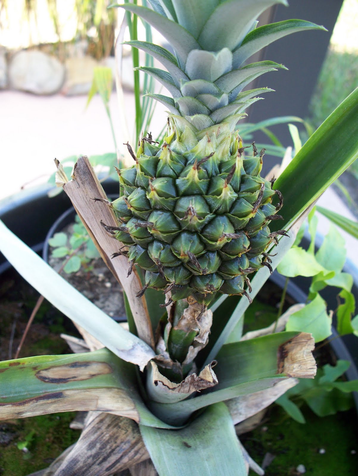 CHRIS' COMMENTS Our Pineapple Bush Still Going Strong