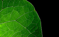 leaves water wallpapers drops pixhome